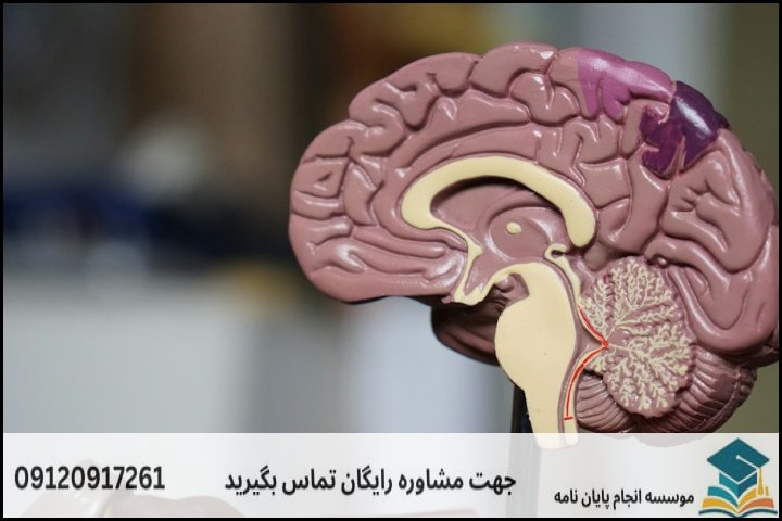 انجام پایان نامه کارشناسی ارشد رشته علوم شناختی + تضمینی